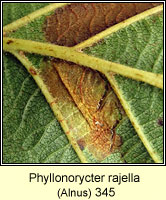 Phyllonorycter rajella