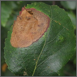 Ectoedemia occultella