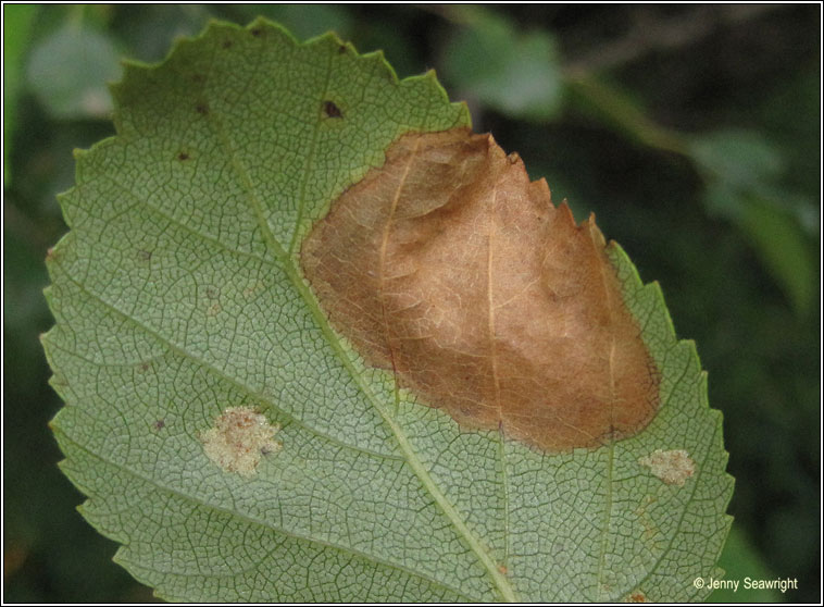 Ectoedemia occultella