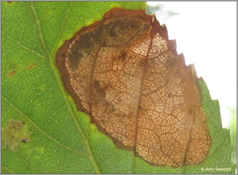 Ectoedemia occultella