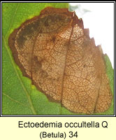 Ectoedemia occultella (leaf mine)