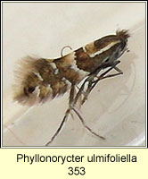 Phyllonorycter ulmifoliella