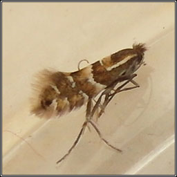 Phyllonorycter ulmifoliella