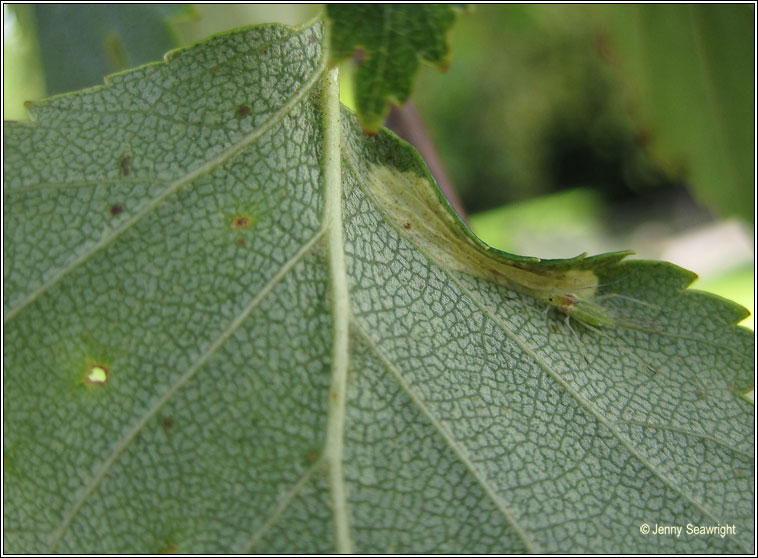 Phyllonorycter ulmifoliella