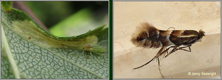 Phyllonorycter ulmifoliella