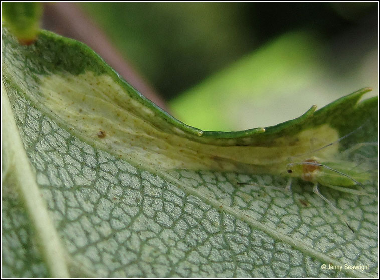 Phyllonorycter ulmifoliella