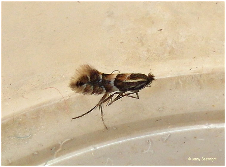 Phyllonorycter ulmifoliella