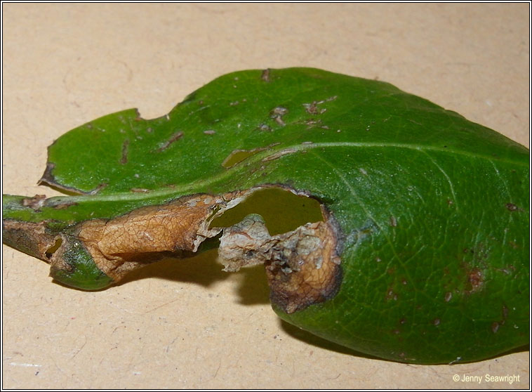 Phyllonorycter emberizaepenella 