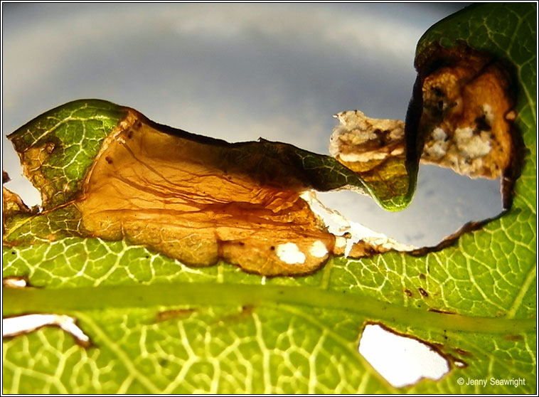 Phyllonorycter emberizaepenella 