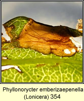 Phyllonorycter emberizaepenella  (leaf mine)