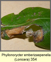 Phyllonorycter emberizaepenella  (leaf mine)