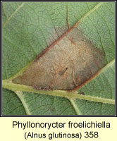 Phyllonorycter froelichiella (leaf mine)