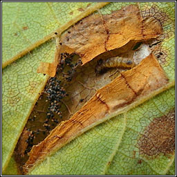 Phyllonorycter nicellii