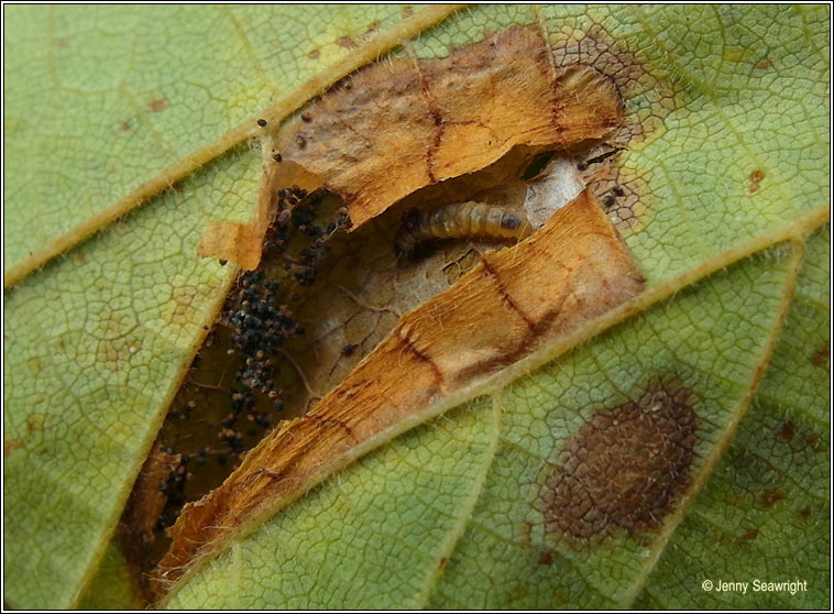 Phyllonorycter nicellii