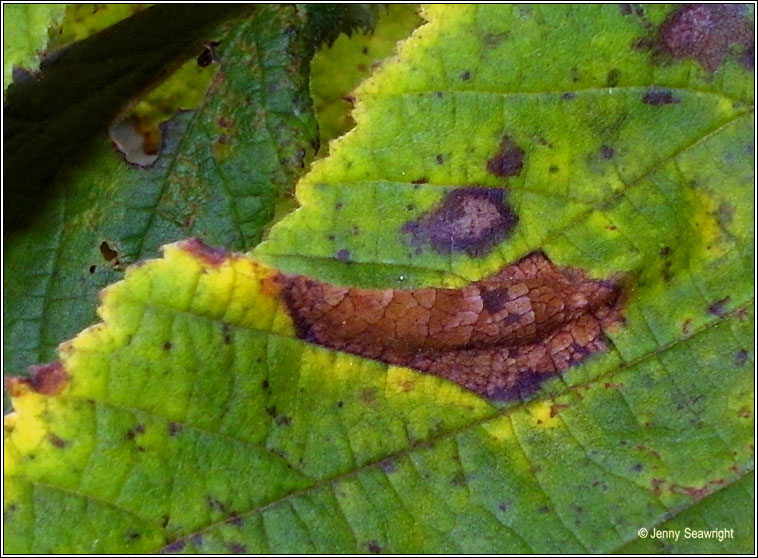 Phyllonorycter nicellii