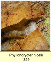 Phyllonorycter nicellii (larva)