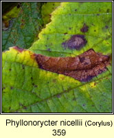 Phyllonorycter nicellii (leaf mine)