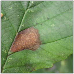 Phyllonorycter klemannella