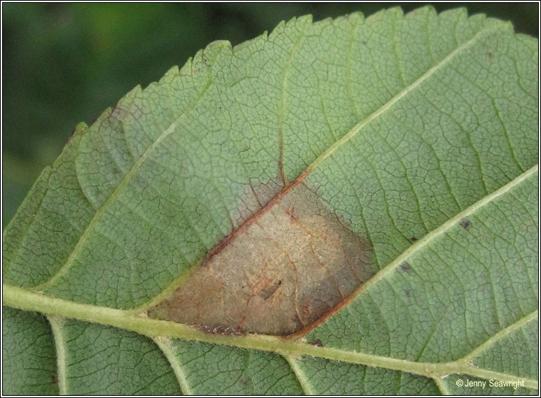 Phyllonorycter klemannella