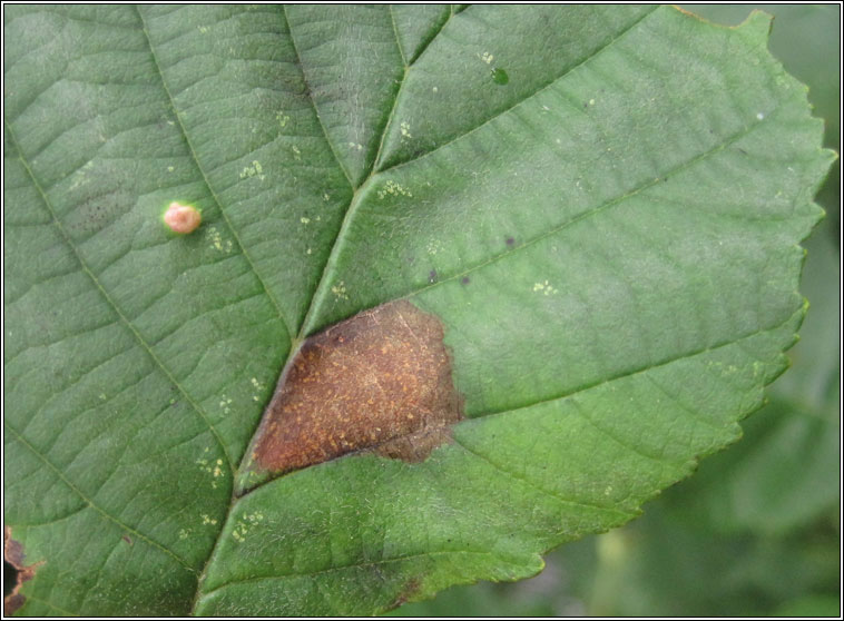 Phyllonorycter klemannella