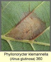 Phyllonorycter klemannella (leaf mine)