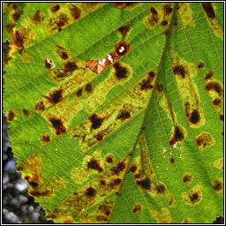 Horse Chestnut Leaf-miner, Cameraria ohridella