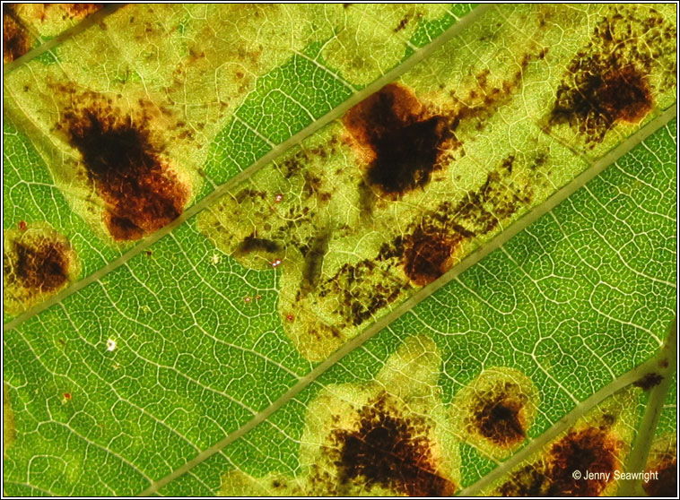 Horse Chestnut Leaf-miner, Cameraria ohridella