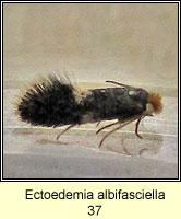 Ectoedemia albifasciella