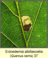 Ectoedemia albifasciella (leaf mine)
