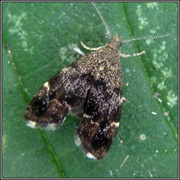 Nettle-tap, Anthophila fabriciana