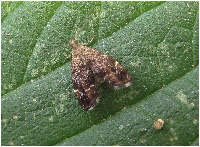 Nettle-tap, Anthophila fabriciana