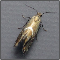 Glyphipterix forsterella