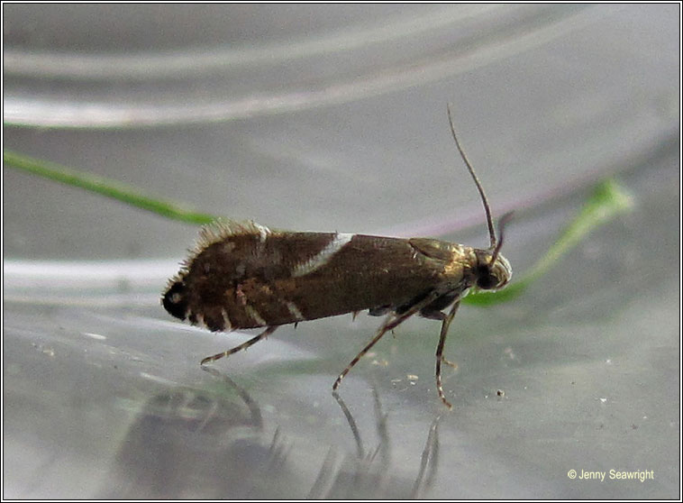 Glyphipterix forsterella