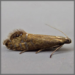 Glyphipterix thrasonella