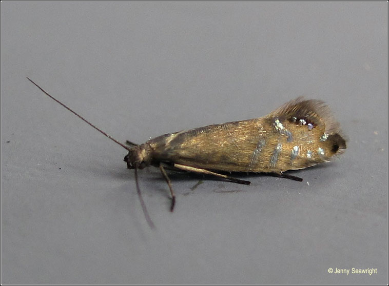 Glyphipterix thrasonella