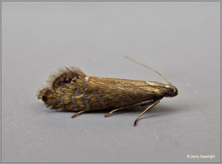 Glyphipterix thrasonella