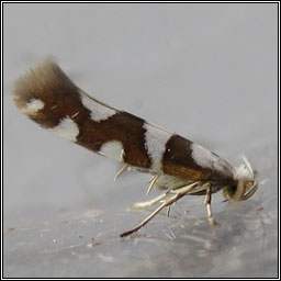 Argyresthia brockeella