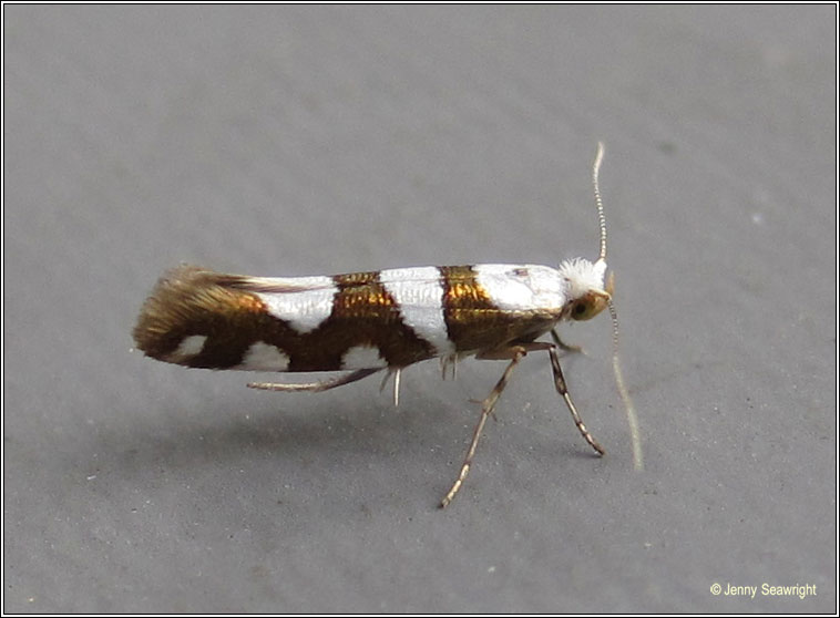 Argyresthia brockeella