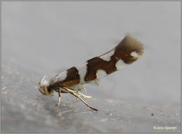 Argyresthia brockeella