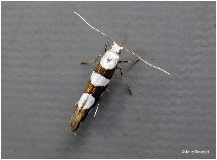 Argyresthia brockeella