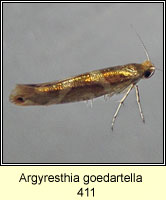 Argyresthia goedartella