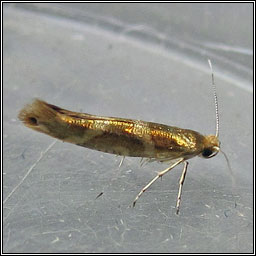 Argyresthia goedartella