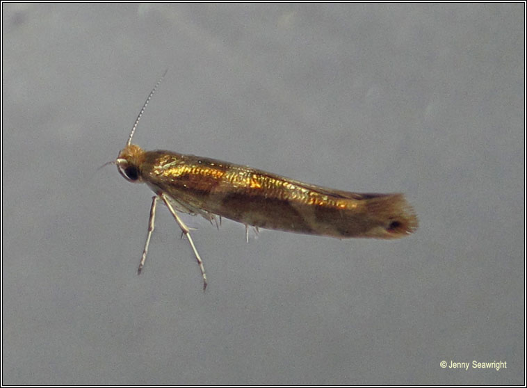 Argyresthia goedartella