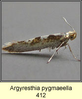 Argyresthia pygmaeella