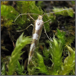 Argyresthia pygmaeella