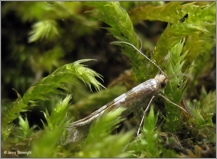 Argyresthia pygmaeella