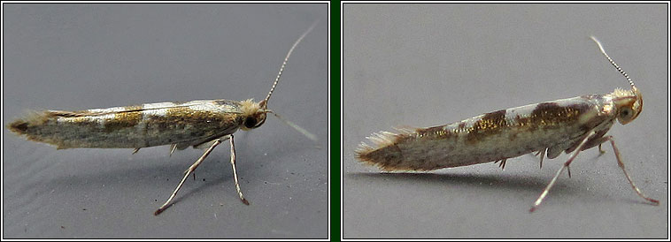 Argyresthia pygmaeella