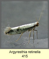 Argyresthia retinella