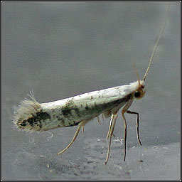 Argyresthia retinella