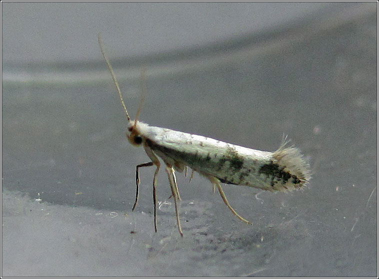 Argyresthia retinella